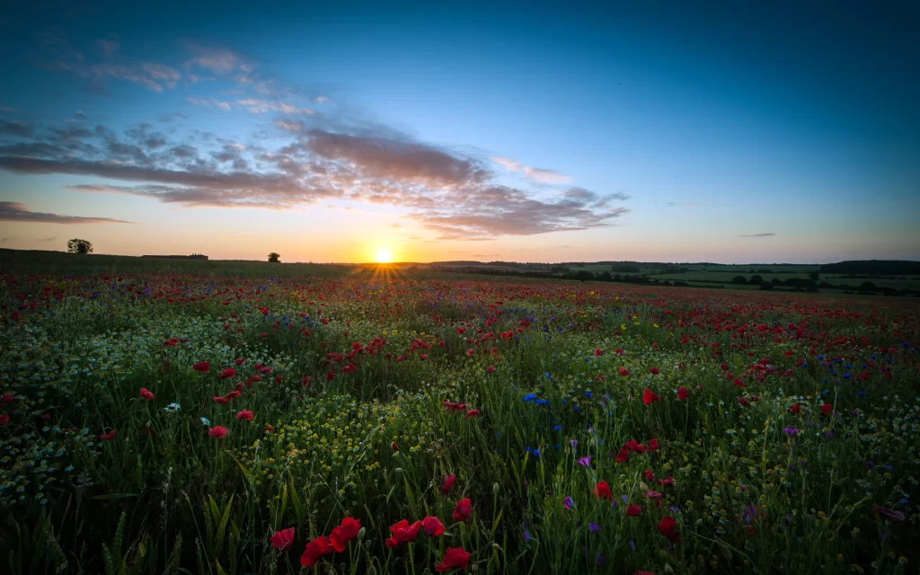 Sunset Wildflowers Meadow Landscape Nature Scenery