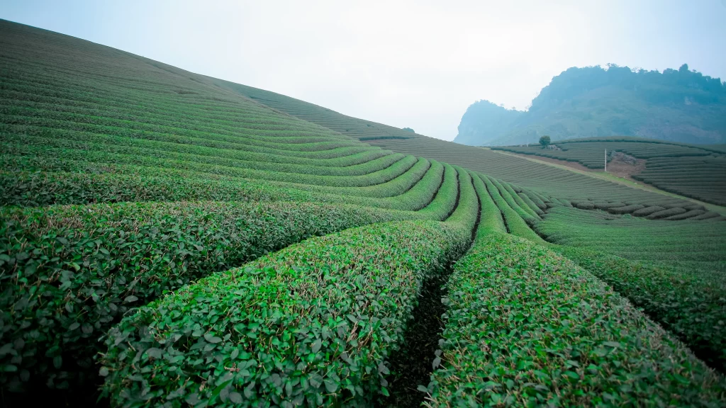 Terraced Fields Greenery Mountain Scenic Landscape Agriculture