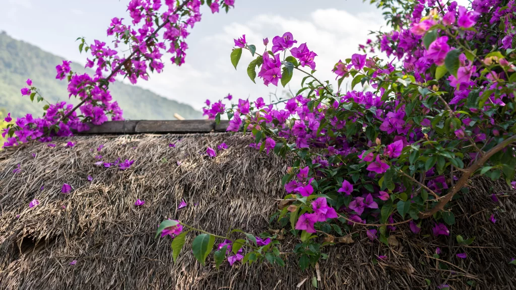 Thatched Roof Purple Flowers Green Leaves Nature