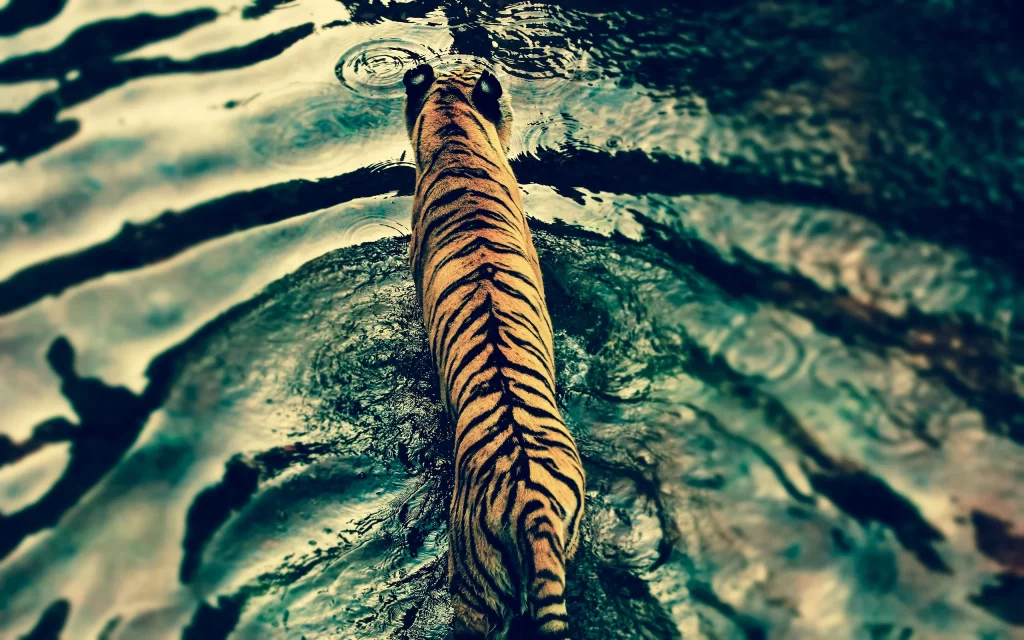 Tiger Water Reflections Nature Wildlife