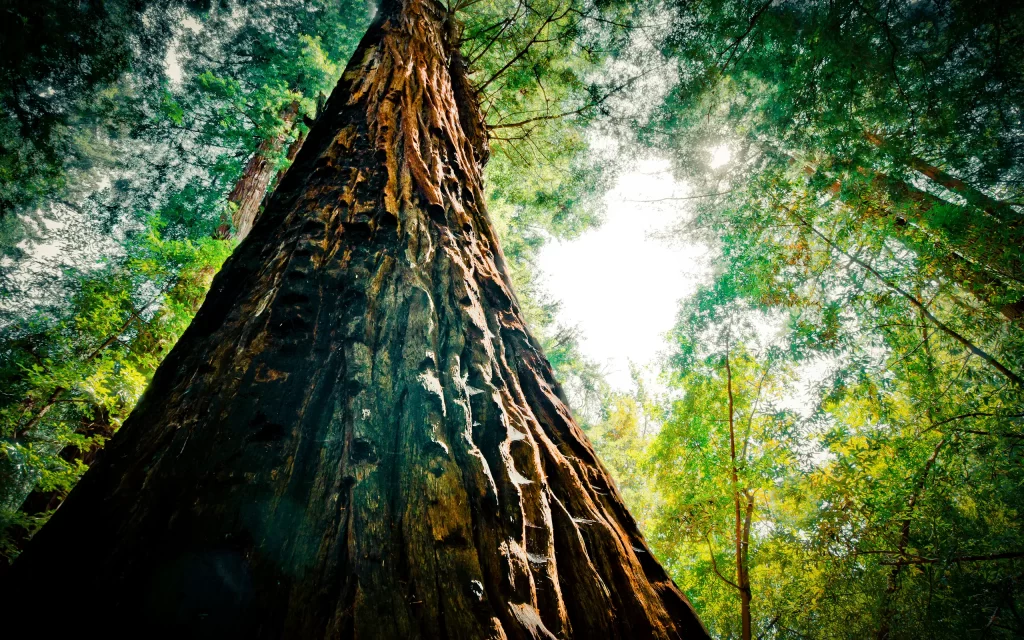 Towering Tree Sunlight Forest Majestic Nature