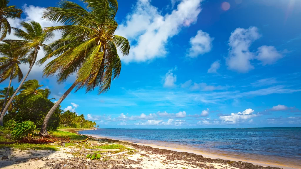 Tropical Beach Coconut Trees Blue Sky White Clouds Calm Sea