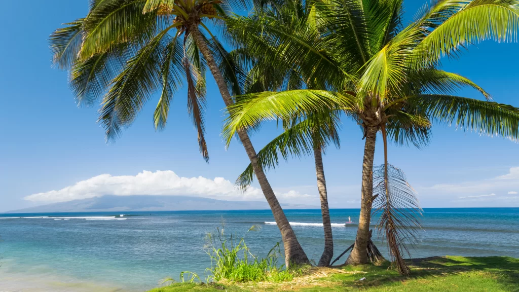 Tropical Beach Palm Trees Ocean Blue Sky Sunlight