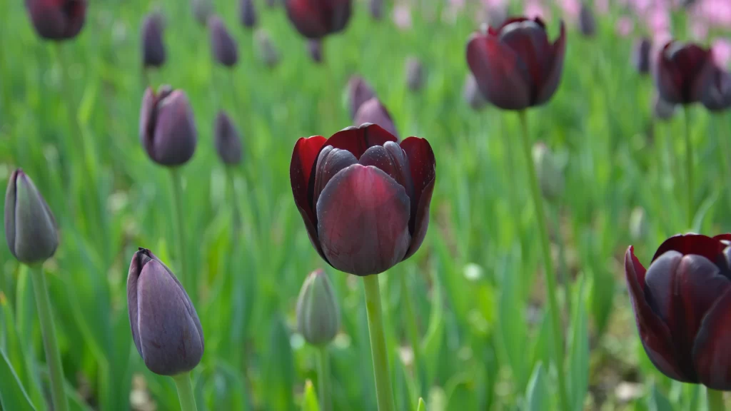 Tulips Blooming Green Grass Purple Flowers Nature