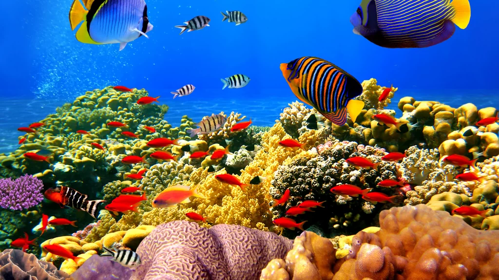 Vibrant Coral Reef Tropical Fish Blue Ocean Marine Life Coral Diversity Underwater World