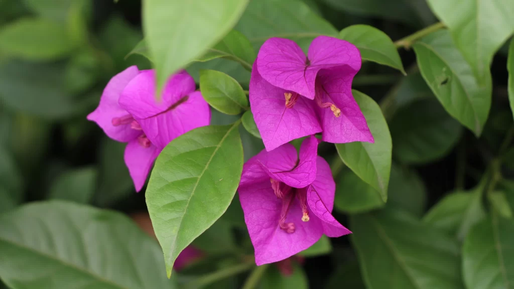 Vibrant Purple Flowers Green Leaves Nature