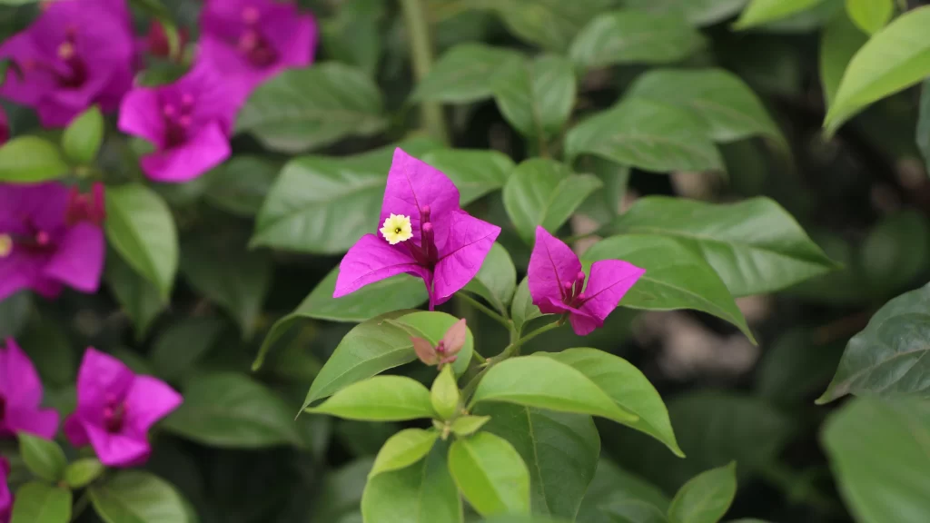 Vibrant Purple Flowers Green Leaves Nature Blooming