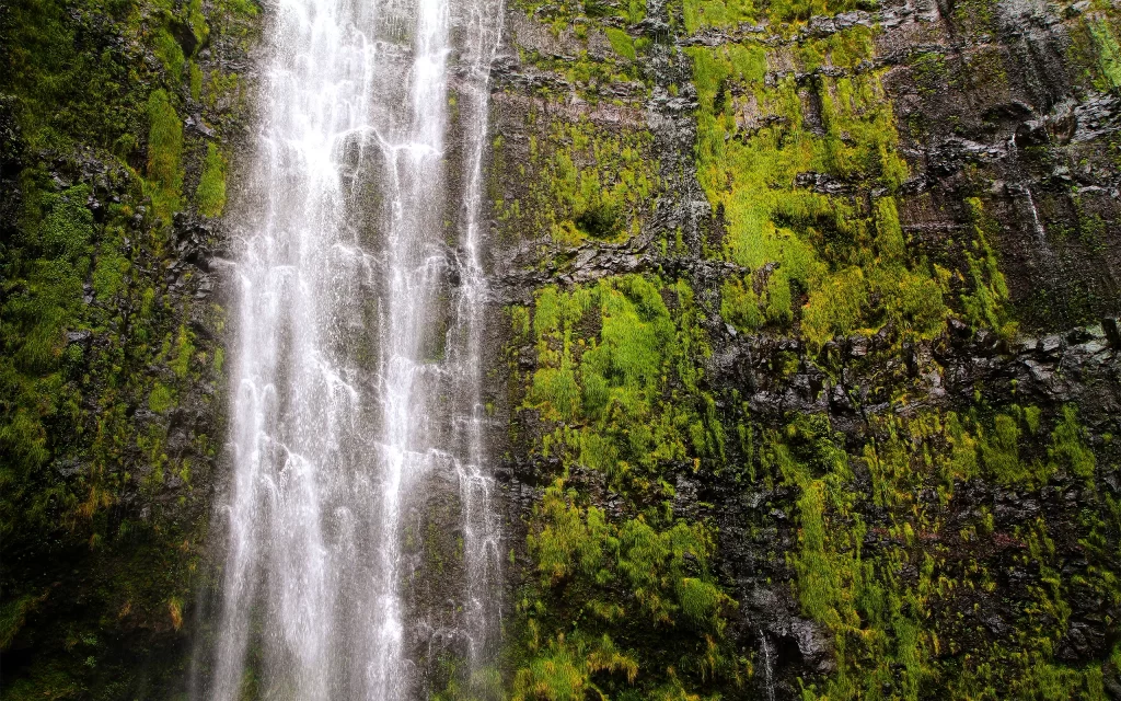 Waterfall Lush Greenery Mossy Rocks Nature Scenic