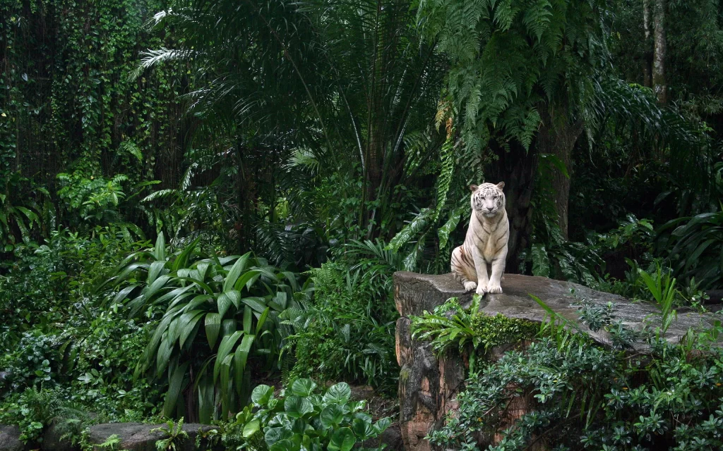 White Tiger Jungle Greenery Dense Forest Rocky Terrain