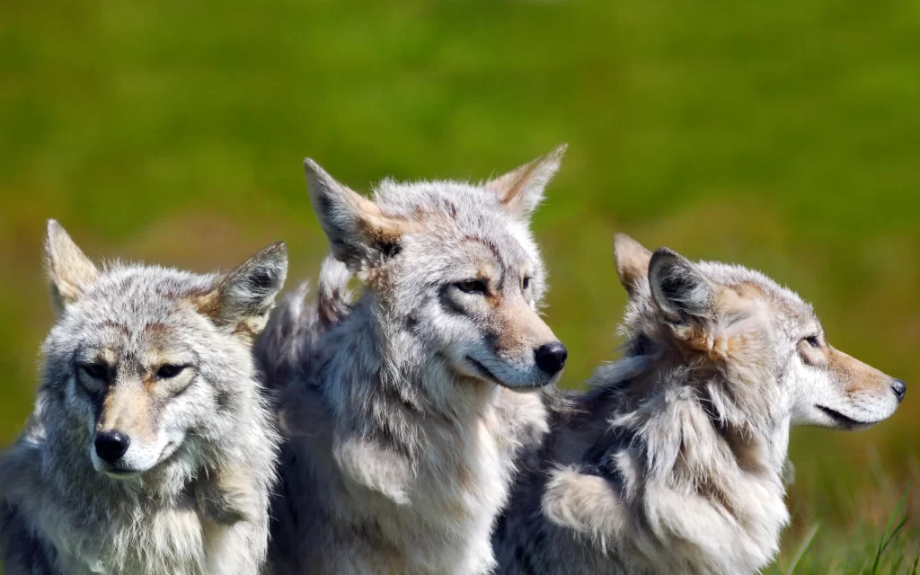 Wild Wolves Nature Grassland Pack