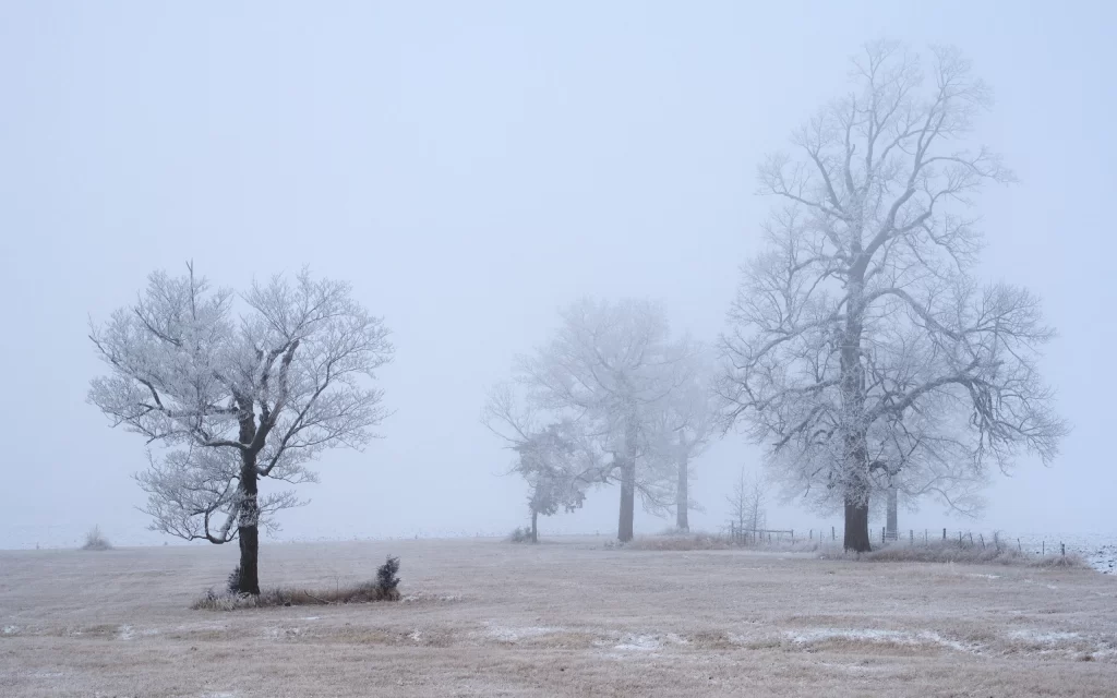 Winter Snow Trees Foggy Landscape