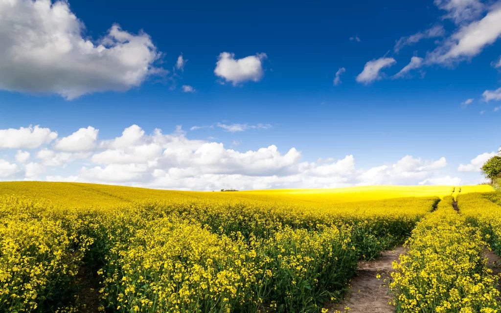 Yellow flowers Field Blue sky Clouds Pathway