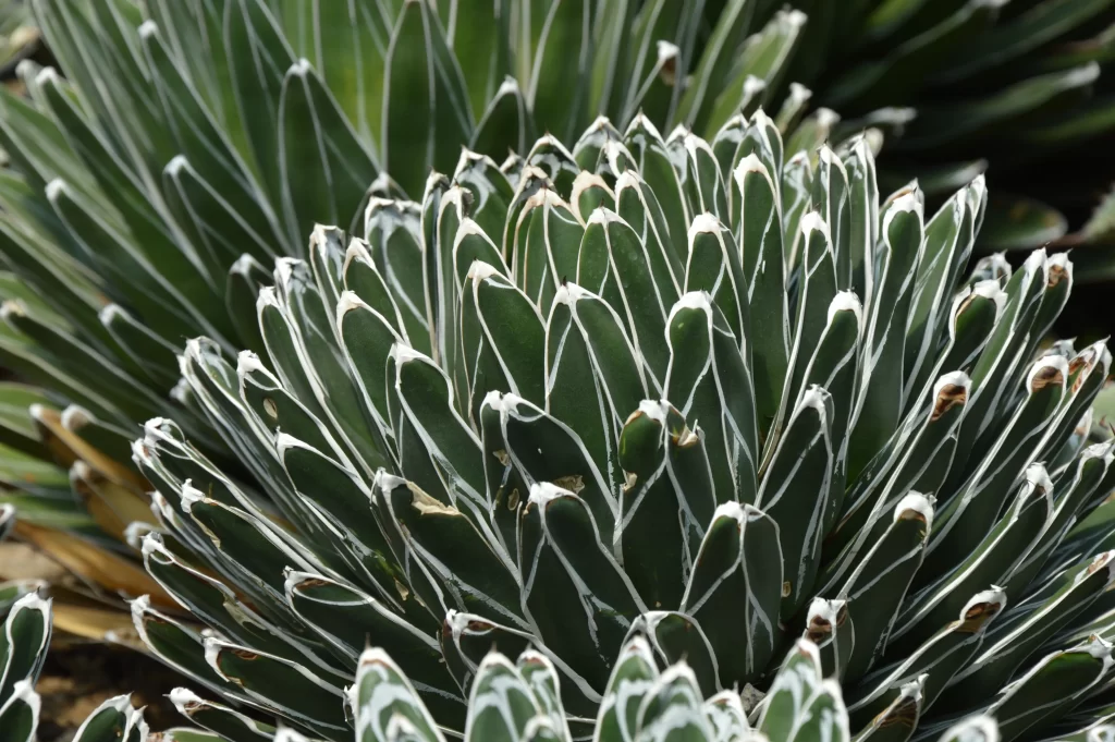 Agave Blue Green Thick Leaves Spiky Edges Macro