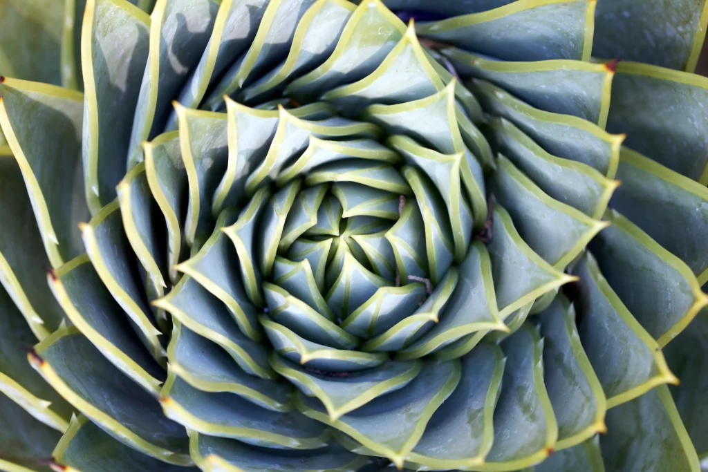 Agave Blue Green Thick Leaves Pointed Edges Macro