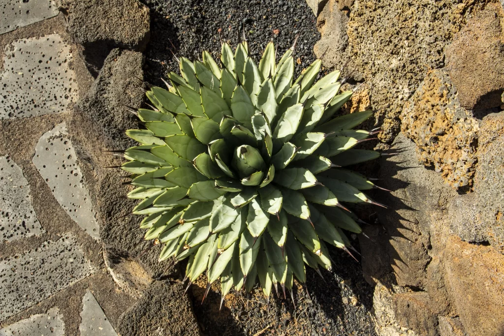 Agave Thick Green Spiky Leaves