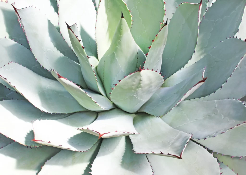 Agave Thick Leaves Green Red Edges Close Up Macro
