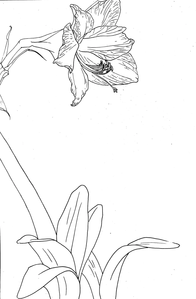 Amaryllis Chinese Line Drawing Botanical Art