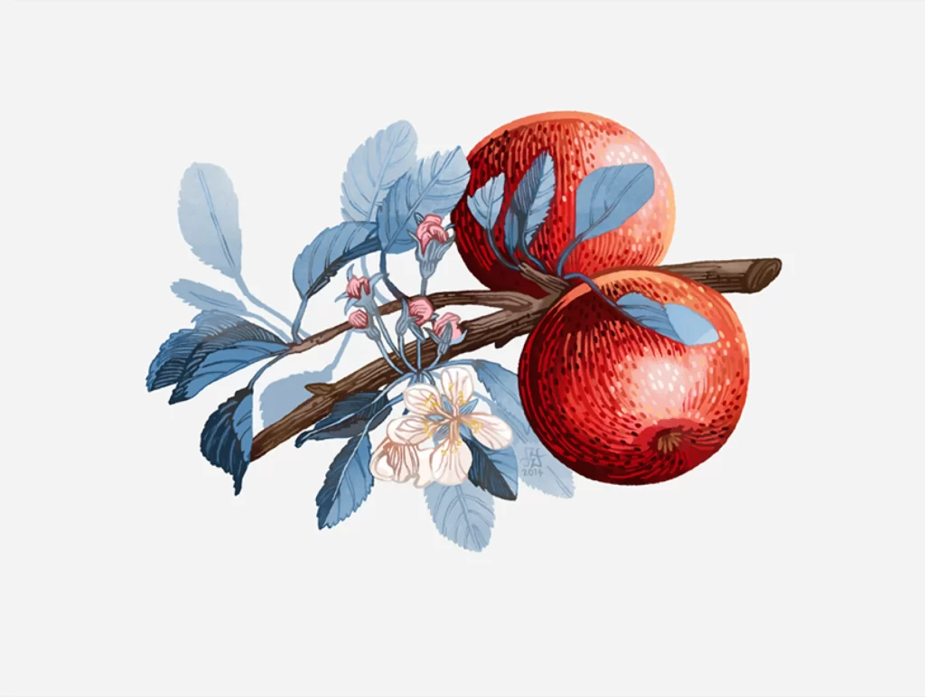 Apples Branch Blossoms Leaves