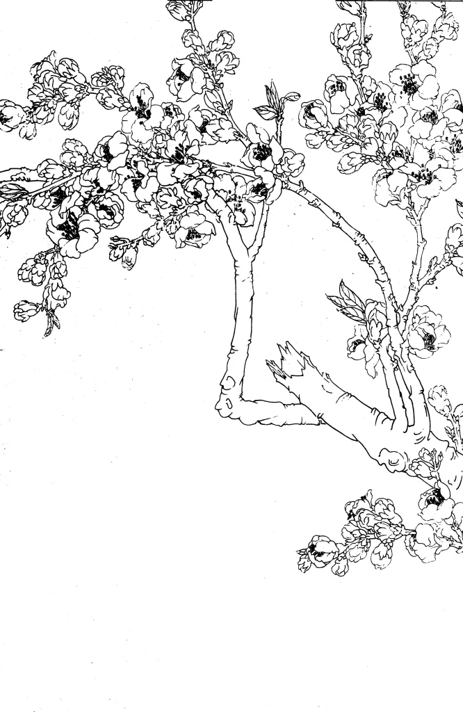 Apricot Blossom Chinese Line Drawing Botanical Art