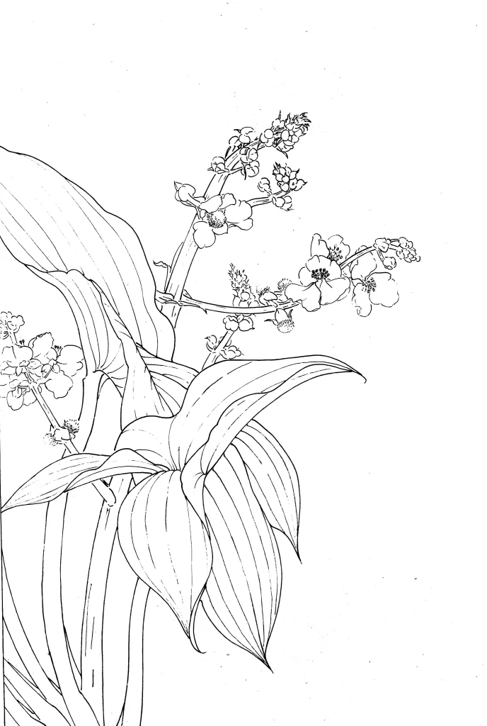 Arrowhead Chinese Line Drawing Botanical Art