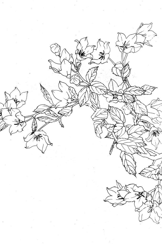 Balloon Flower Chinese Line Drawing Botanical Art