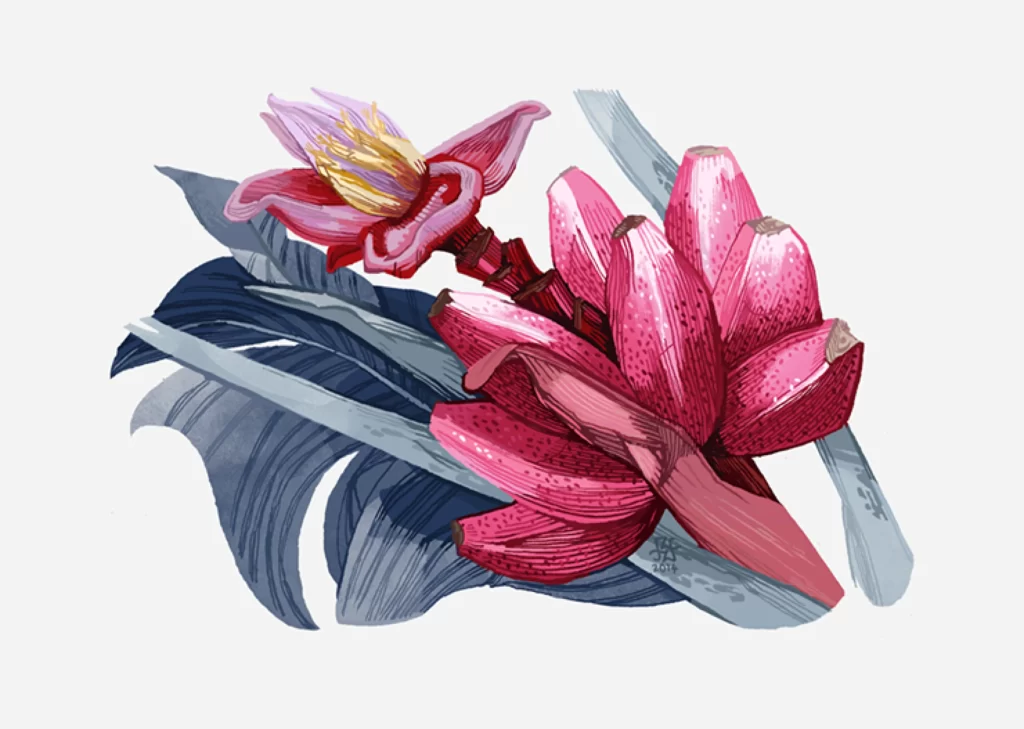 Banana Flower Plant Pink Fruit