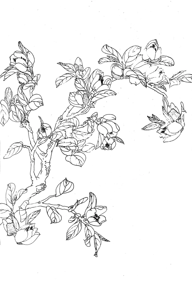Banana Shrub Chinese Line Drawing Botanical Art