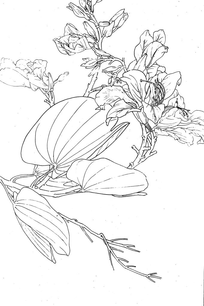 Bauhinia Chinese Line Drawing Botanical Art