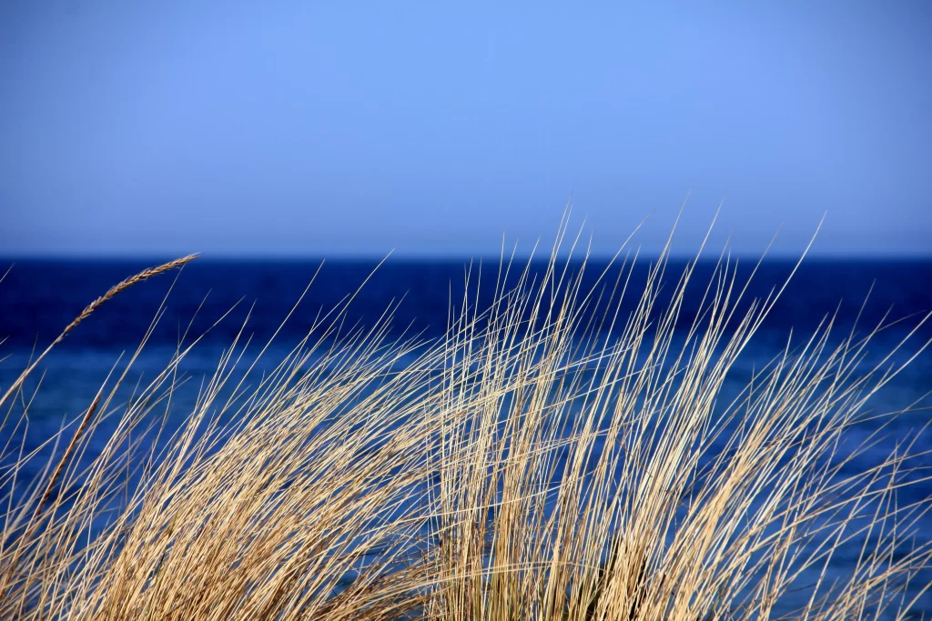 Beach Grass Yellow Blue Sea