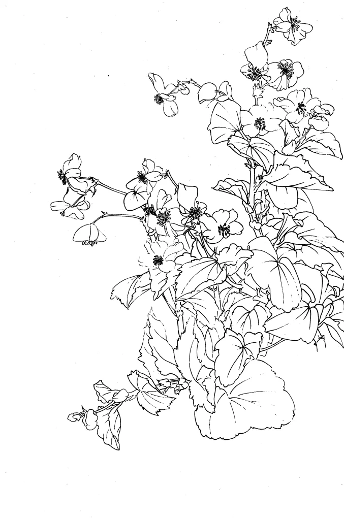 Begonia Chinese Line Drawing Botanical Art