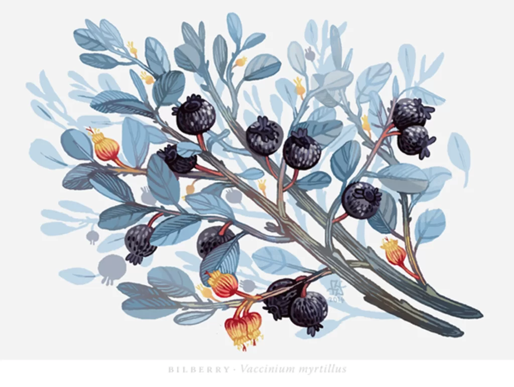 Bilberry Plant Illustration
