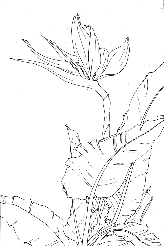 Bird of Paradise Chinese Line Drawing Botanical Art