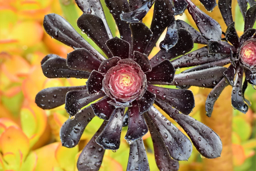 Black Aeonium Close Up Waterdrops Macro