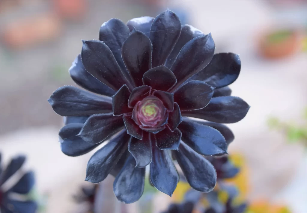 Black Echeveria Close Up Garden Blooming Macro