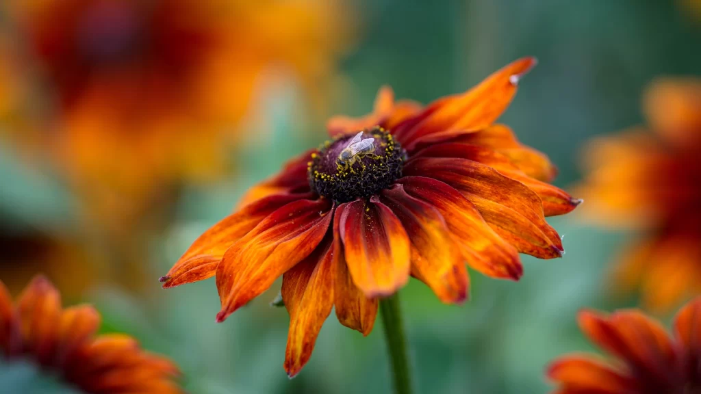 Black-eyed Susan Orange Yellow Green