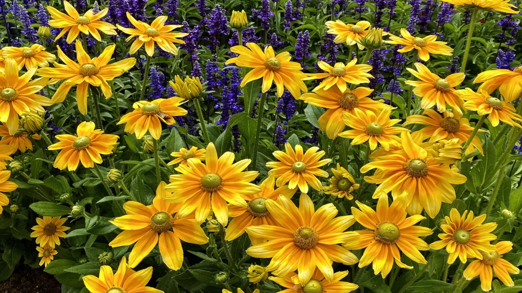Black-eyed Susan Yellow Flower Purple Flower Green Leaf