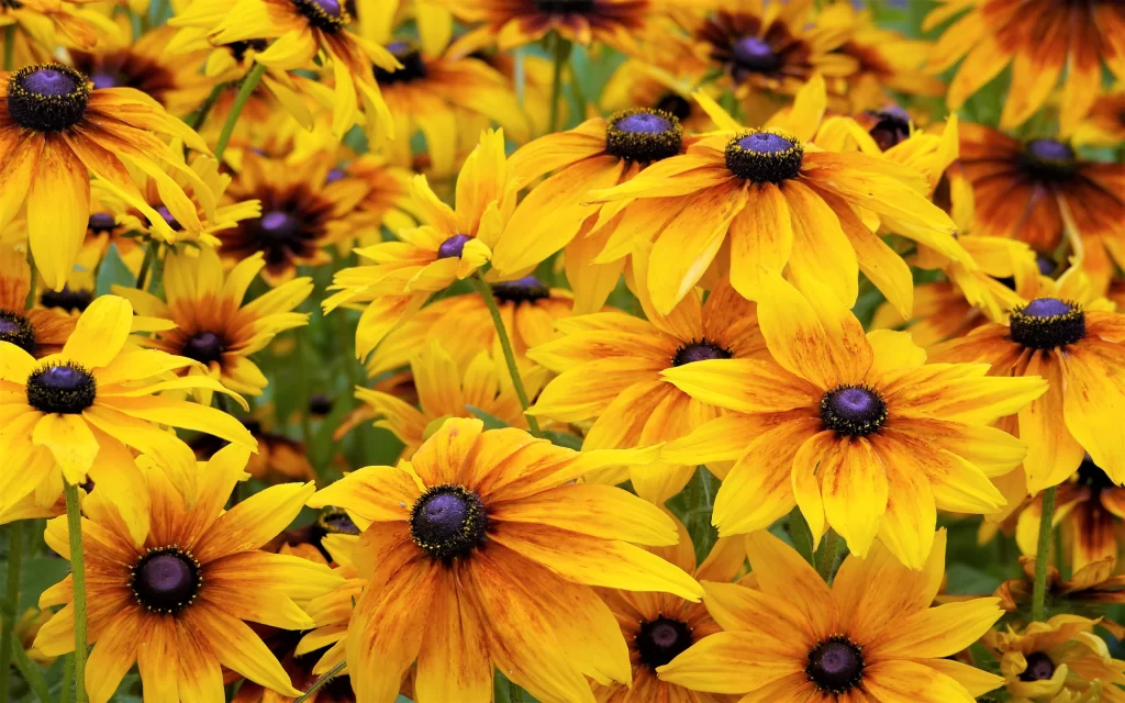 Black-eyed Susan Yellow Orange Green