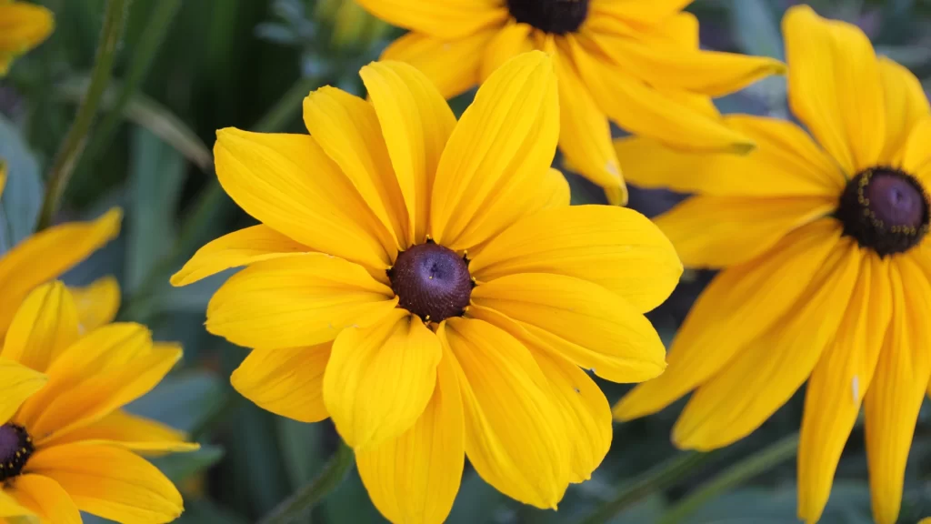 Black-eyed Susan Yellow Petals Brown Center Green warm Leaves