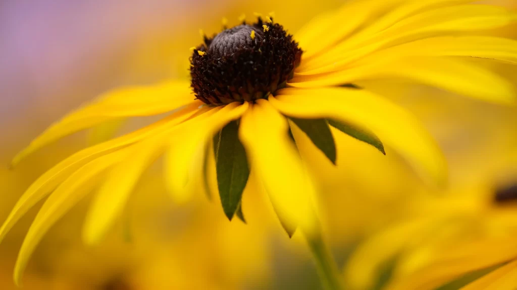 Black-eyed Susan Yellow Petals Brown Center Green Leaves