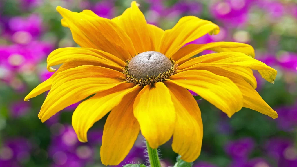 Black-eyed Susan Yellow Petals Green Stem Purple Flowers