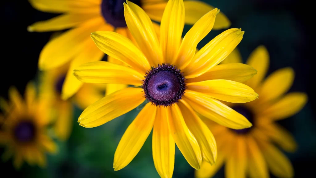 Black-eyed Susan Yellow Petals Dark Center Green Background