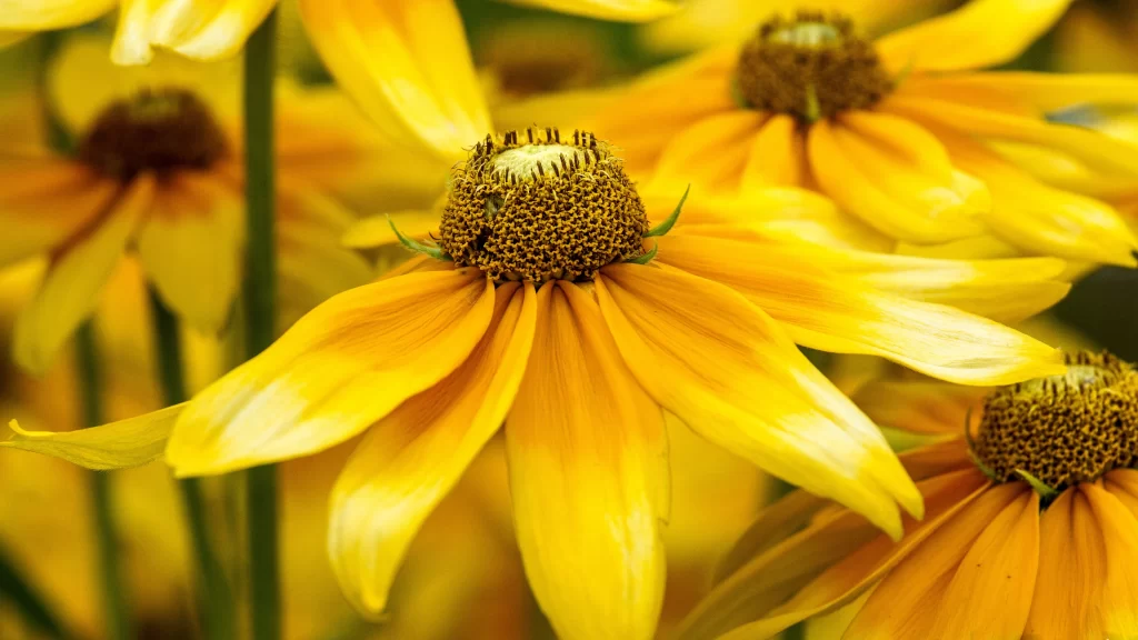Black-eyed Susan Yellow Petals Brown Center