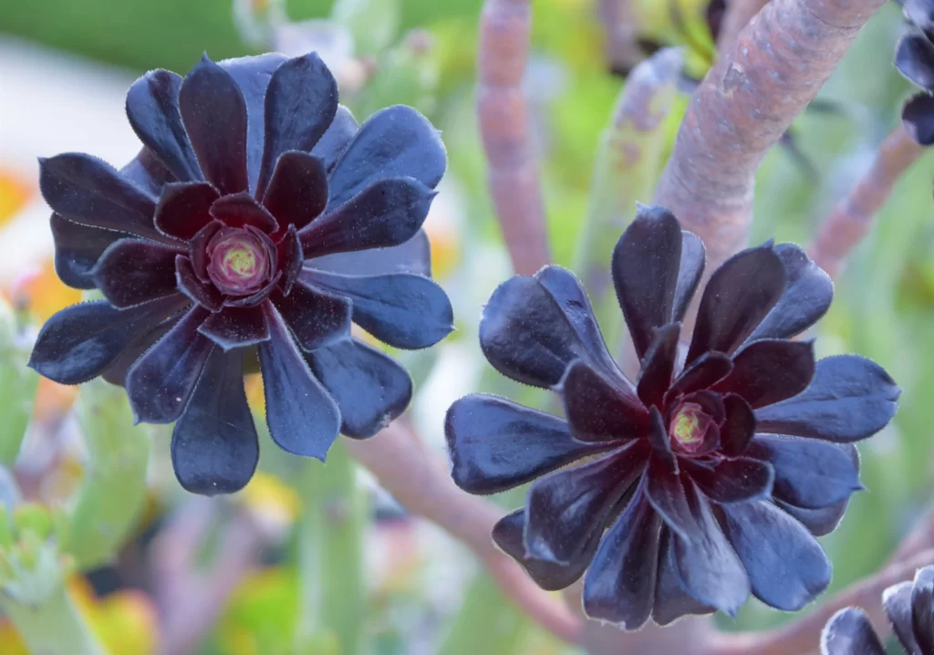 Black Succulent Plant Thick Leaves Close Up