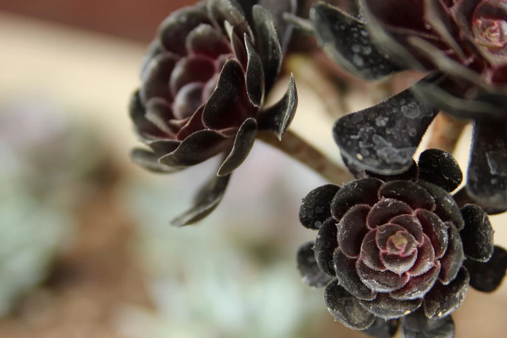 Black Succulent Thick Leaves Close Up