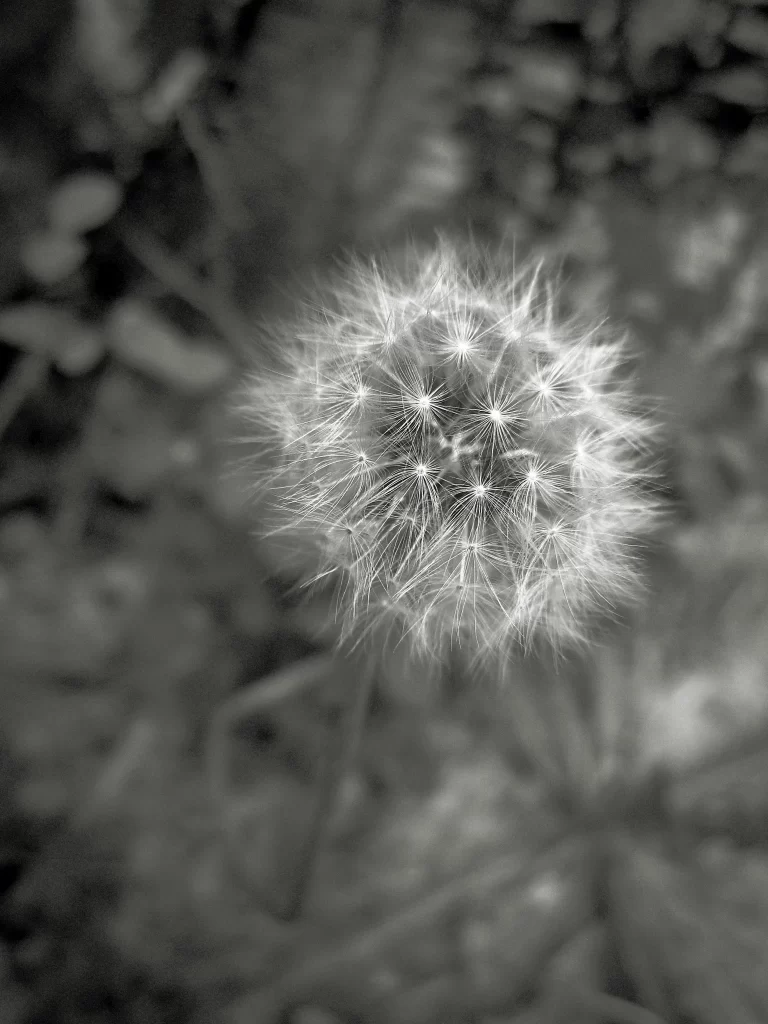Black White Dandelion Seed Head Delicate Feathers Nature