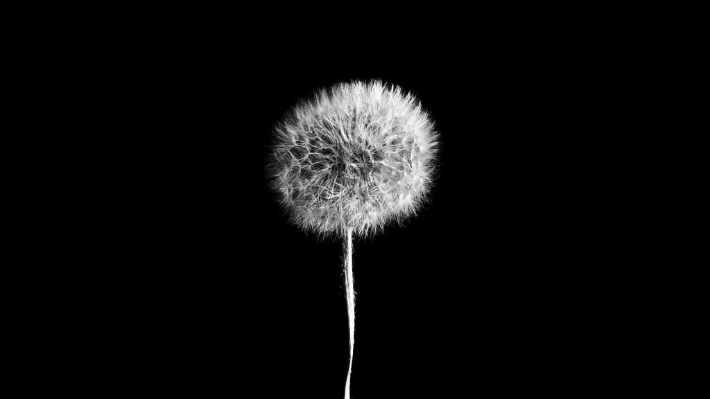 Black White Dandelion Seed Head Delicate Feathers