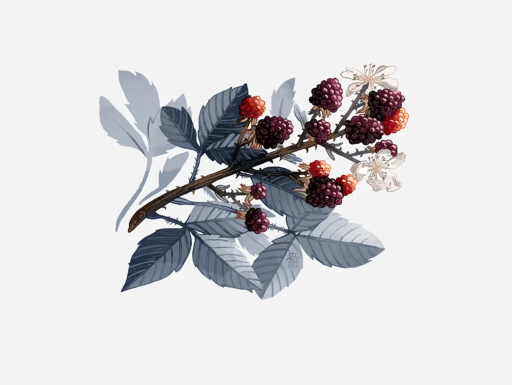 Blackberry Branch Leaves Flowers Berries