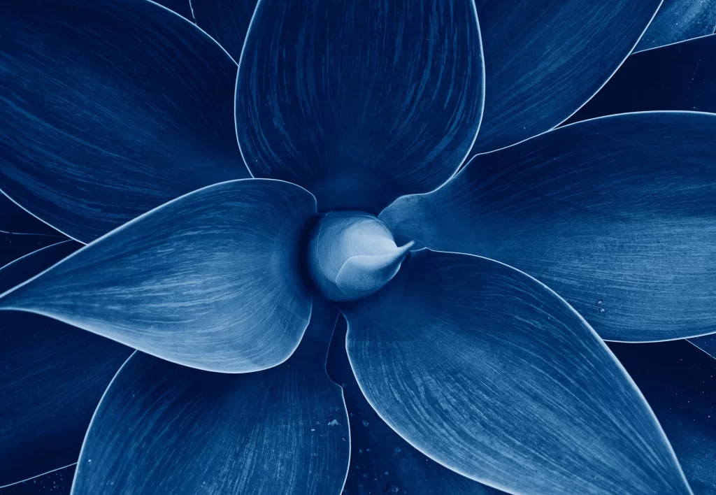 Blue Agave Close Up Macro