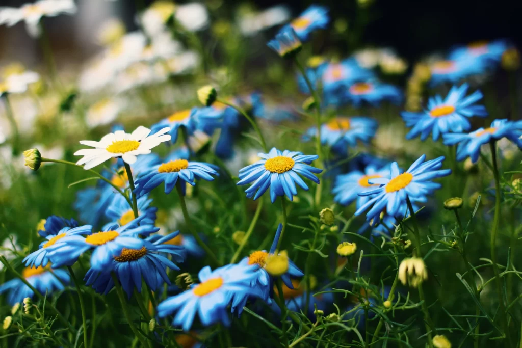 Blue Chamomile Petals Yellow Center Green Stems