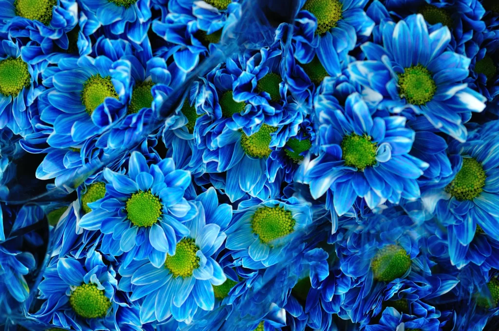 Blue Chrysanthemum Petals Dense Bright Green Centers